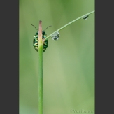Escarabajo gotas